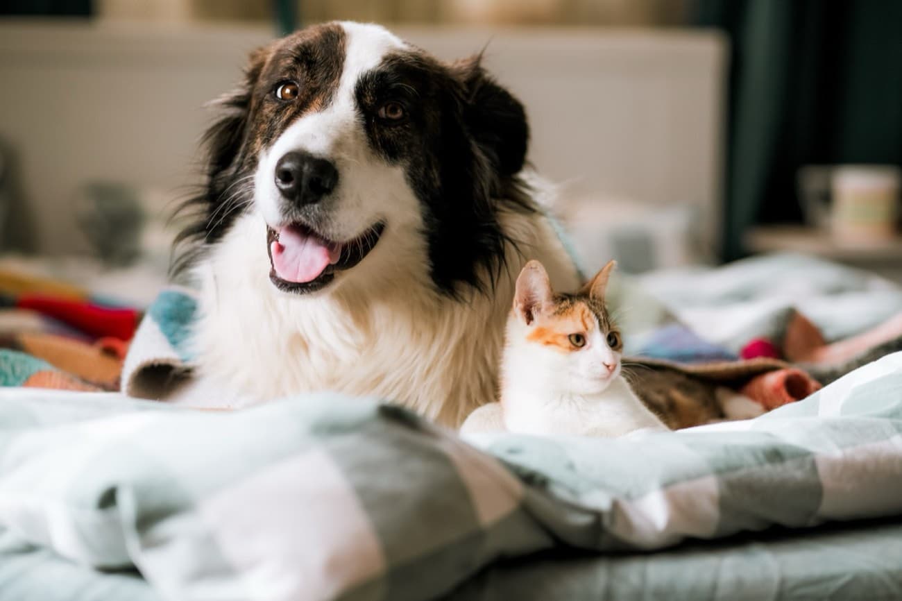 A dog and a cat resting together at home