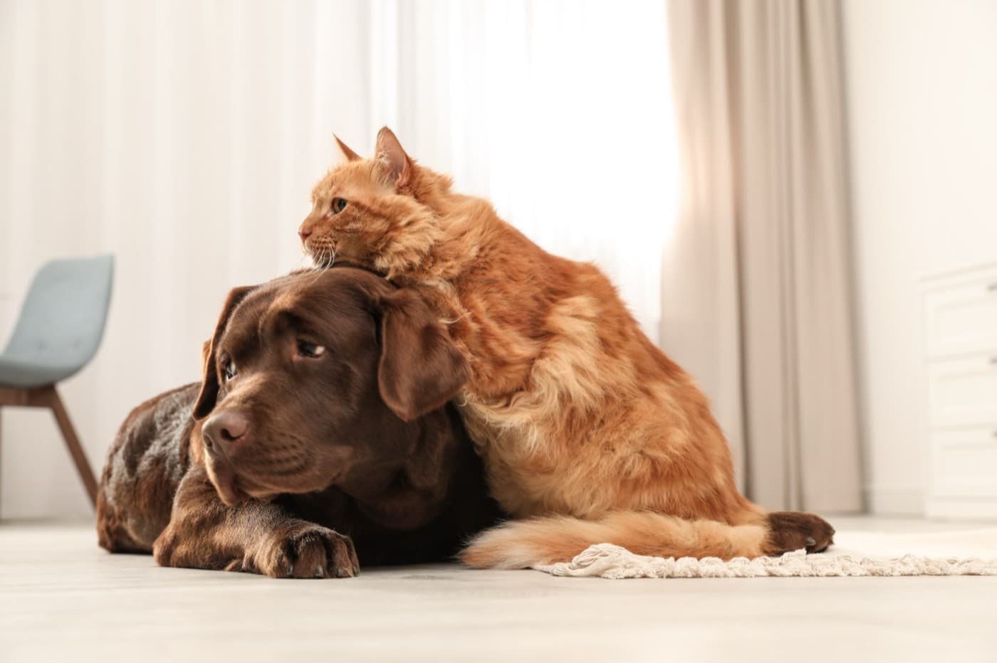 A cat resting comfortably at home