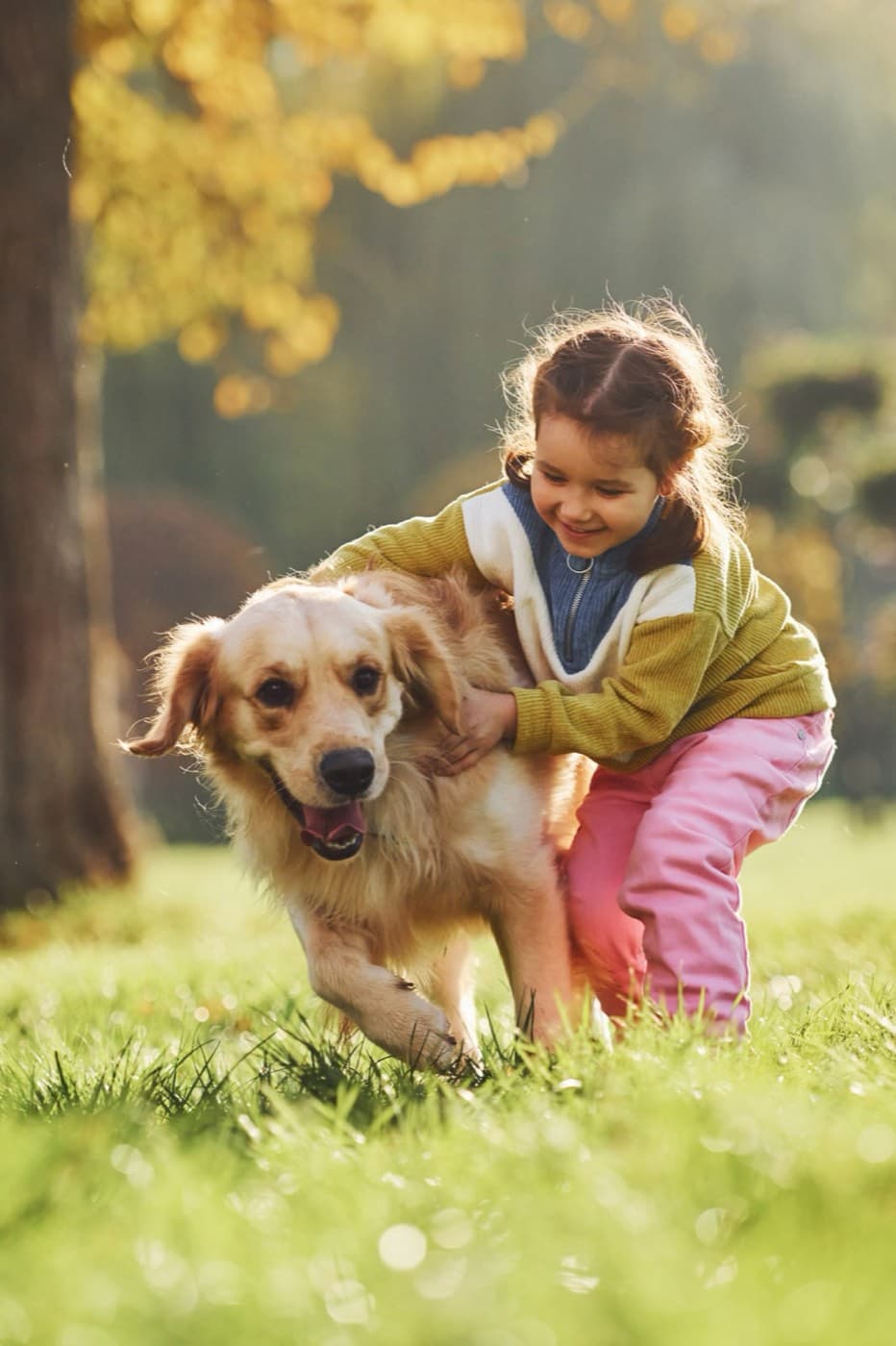 A happy dog on a walk