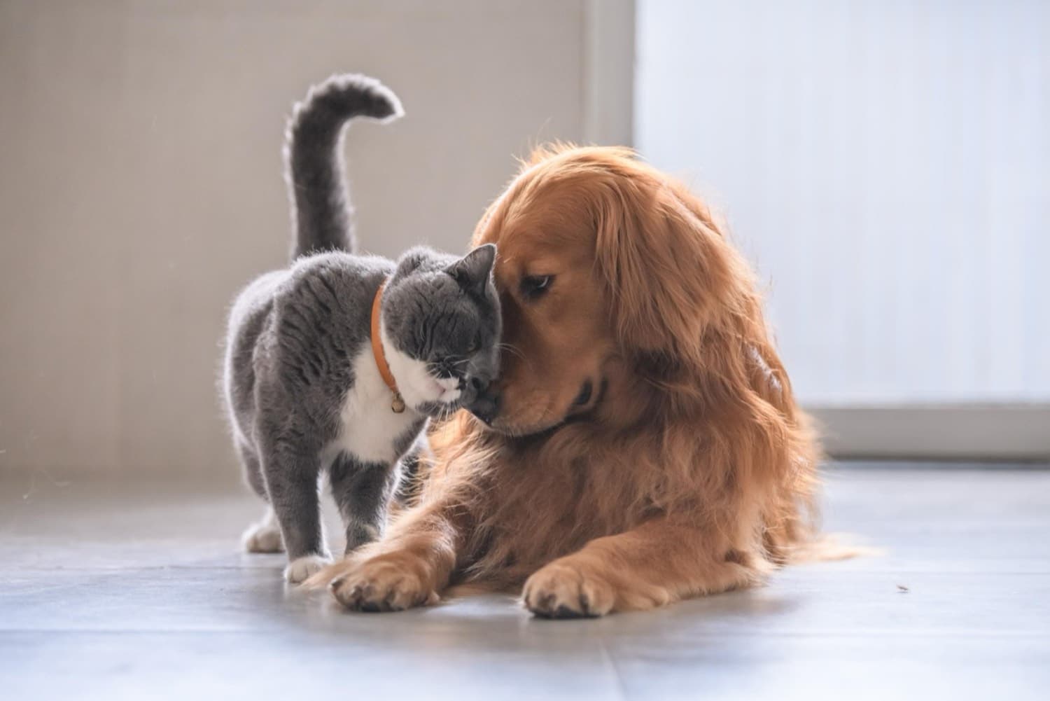 A golden retriever and a cat sitting together