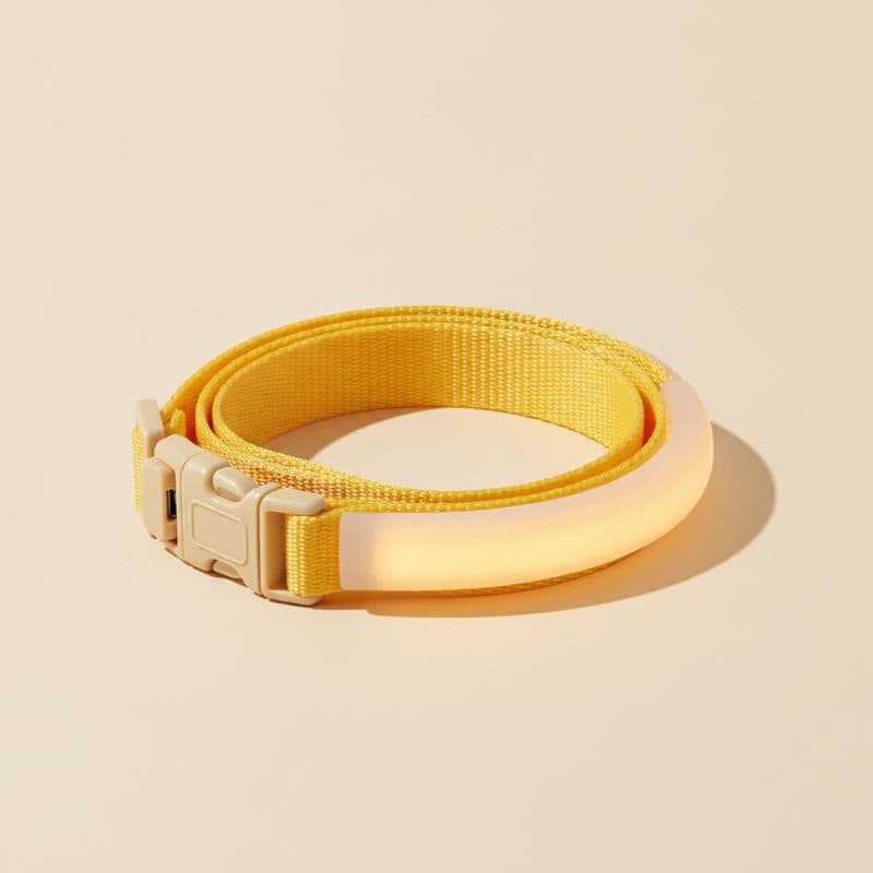Yellow LED light-up dog collar glowing